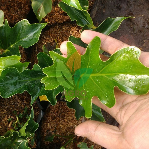 Jual Tanaman Hias Philodendron Stek 25 Cm | Agro Bibit ID