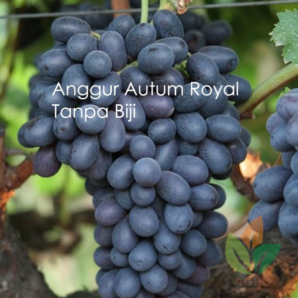 Jual Bibit Anggur Import Autum Royal Seedless Agro Bibit Id 
