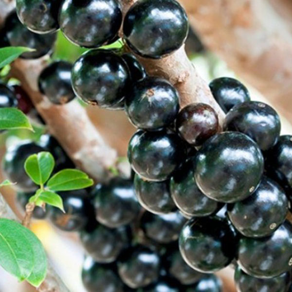 Jual Pohon Anggur  Brazil  Sabara Berbuah  Agro Bibit  ID