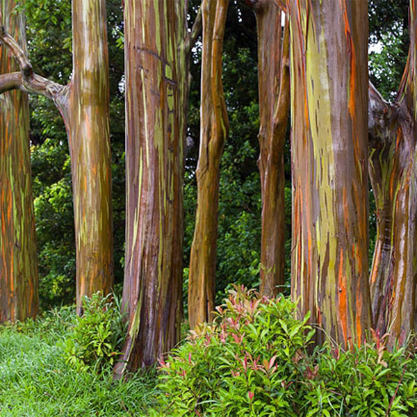 Jual Bibit Pohon  Eucalyptus  Pelangi Rainbow Agro Bibit ID