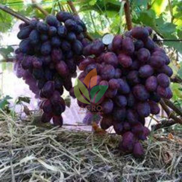  Jual  Bibit  Anggur  Import Sherkan Agro Bibit  ID
