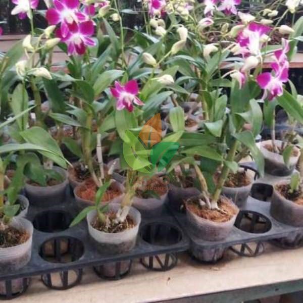 Jual Bibit Bunga Anggrek Bulan Ungu | Agro Bibit ID