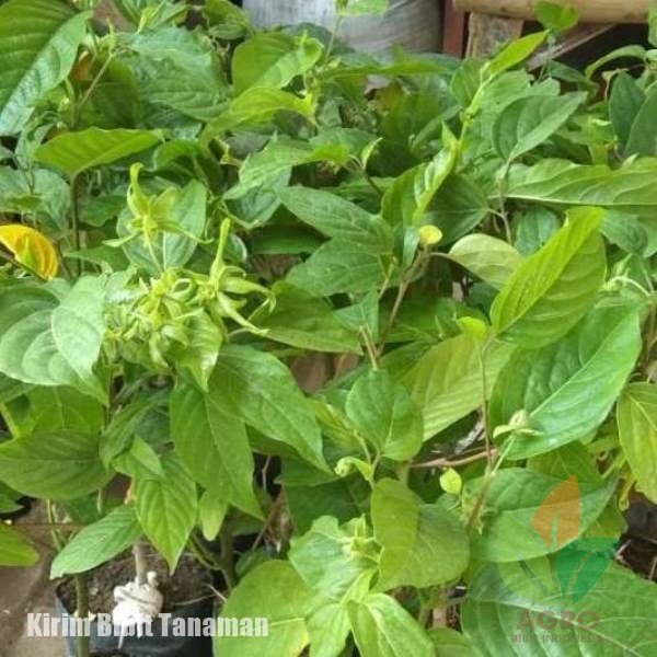 Kirim Bunga Kenanga Sobat Agro di Lampung Agro Bibit ID