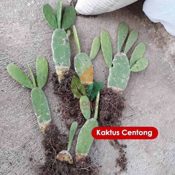 Jual Bibit Kaktus  Centong  Agro Bibit ID